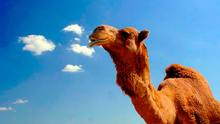 Farting Camels and Pigs Targeted by Murderous Australian Environmental Group